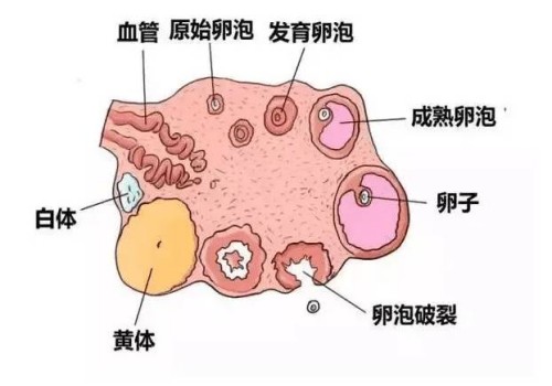 天津代生供卵公司：﻿人工授精对男性有要求，精子符合标准才能做